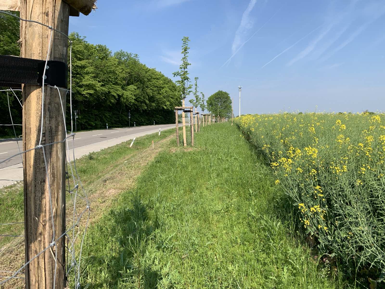 Baumreihe zwischen Straße und gelb blühendem Feld