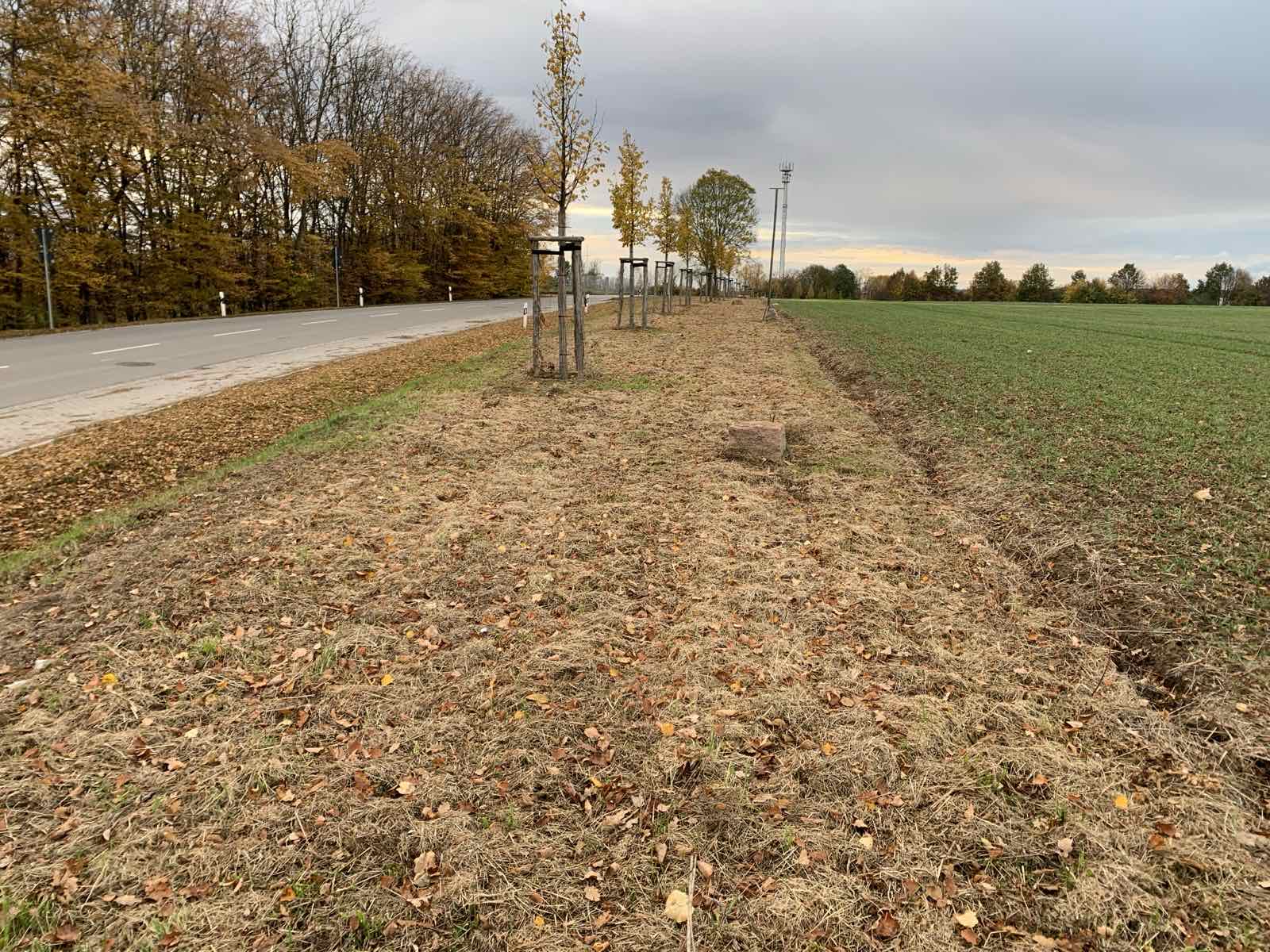 Baumreihe entlang der Straße mit herbstlichem Laub und gemähtem Pflanzstreifen