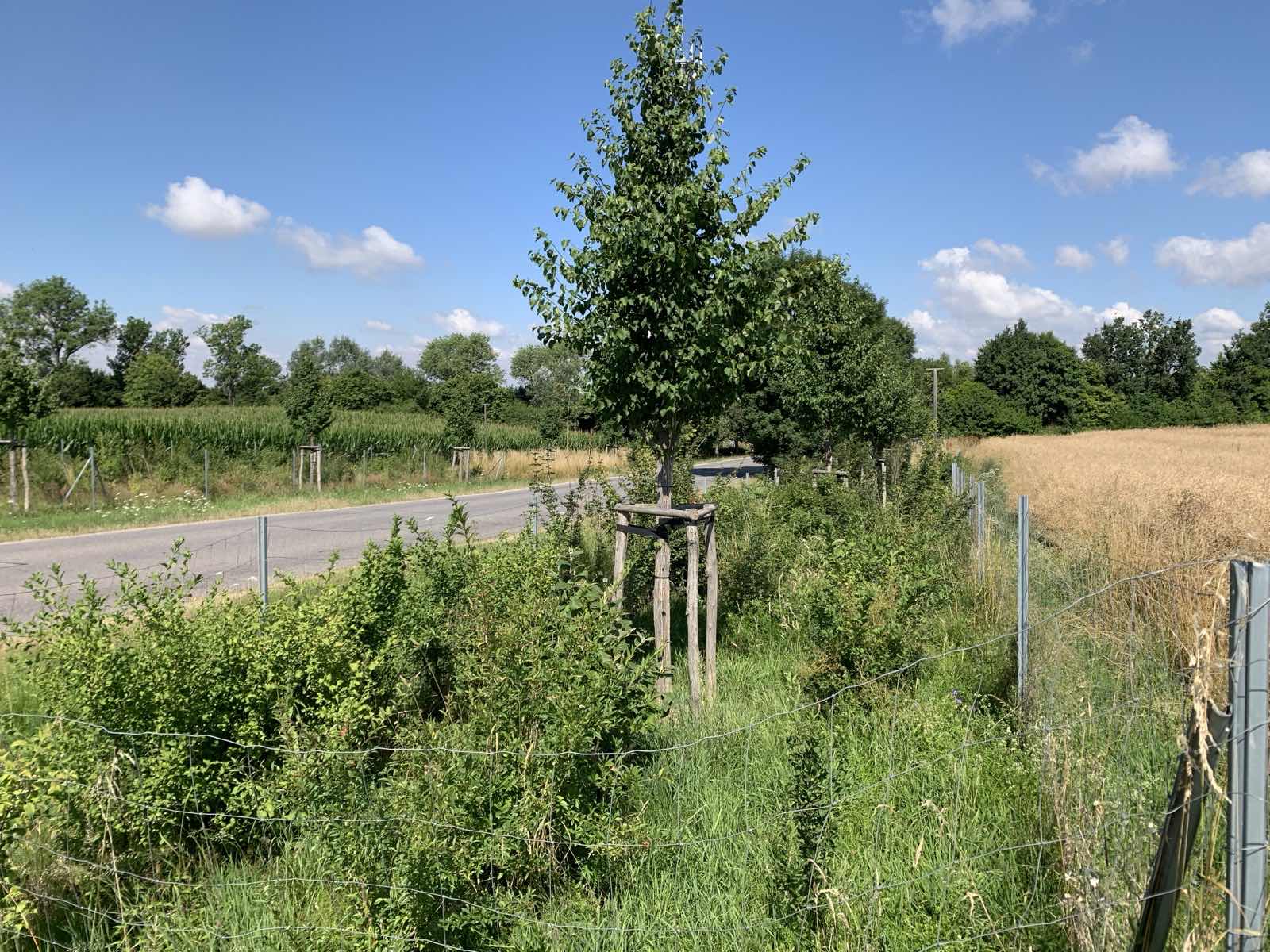 Junger Laubbaum mit Holzverankerung und Gehölzpflanzung hinter einem Schutzzaun