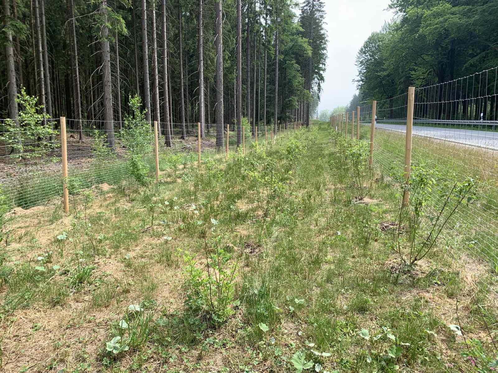 Junge Gehölzpflanzung zwischen Wald und Straße hinter einem Schutzzaun