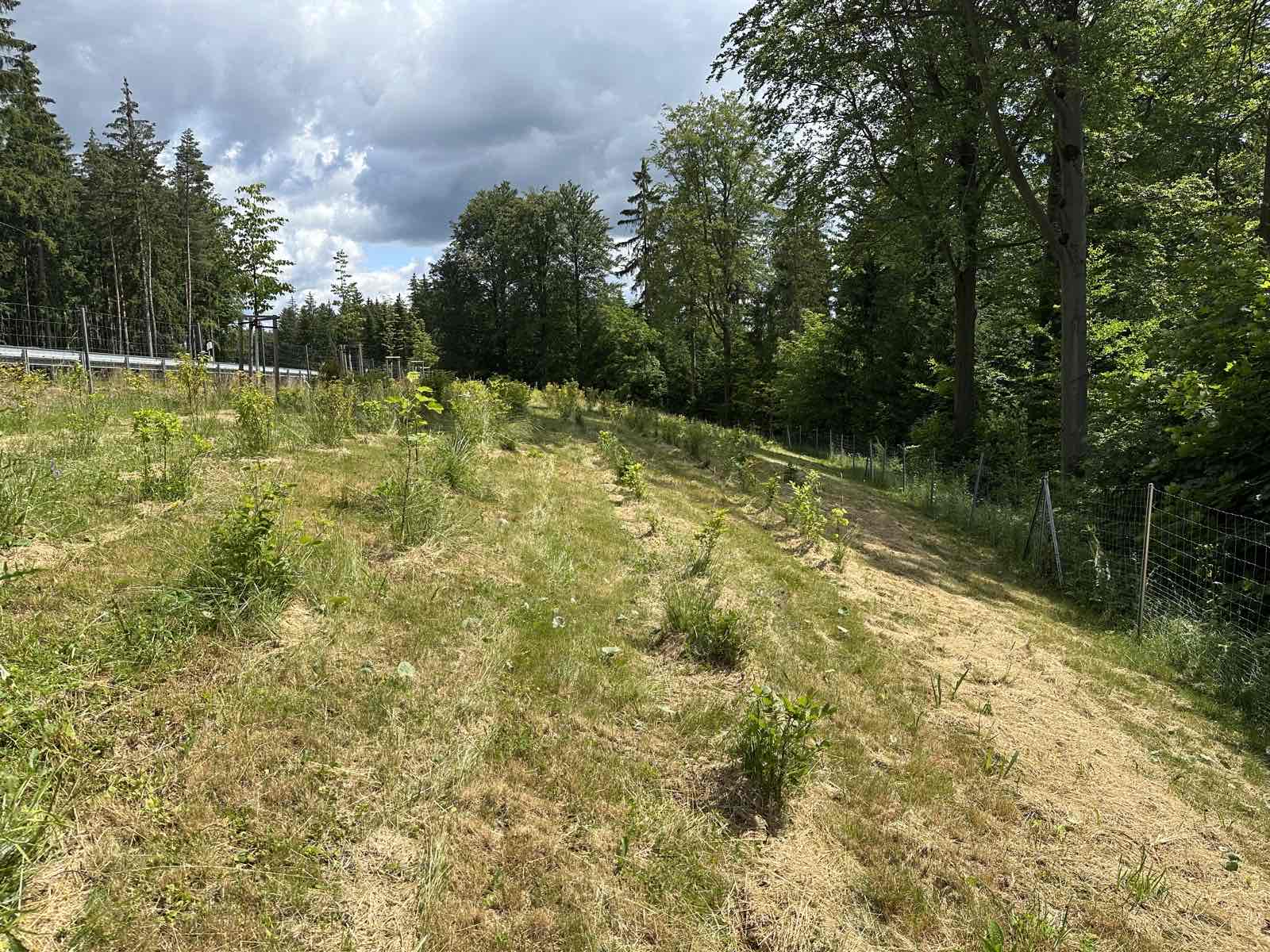 Junge Gehölze auf einer gemähten Böschung zwischen Waldrand und Straße