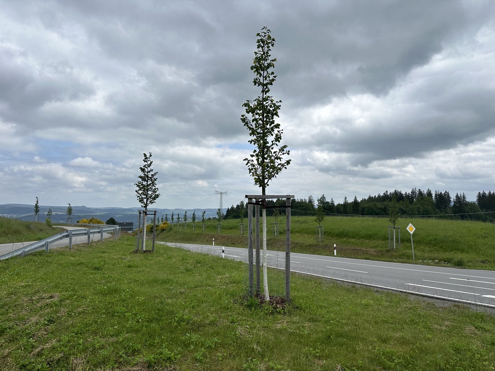 Junger Laubbaum mit Holzverankerung am Straßenrand und Blick in die Landschaft