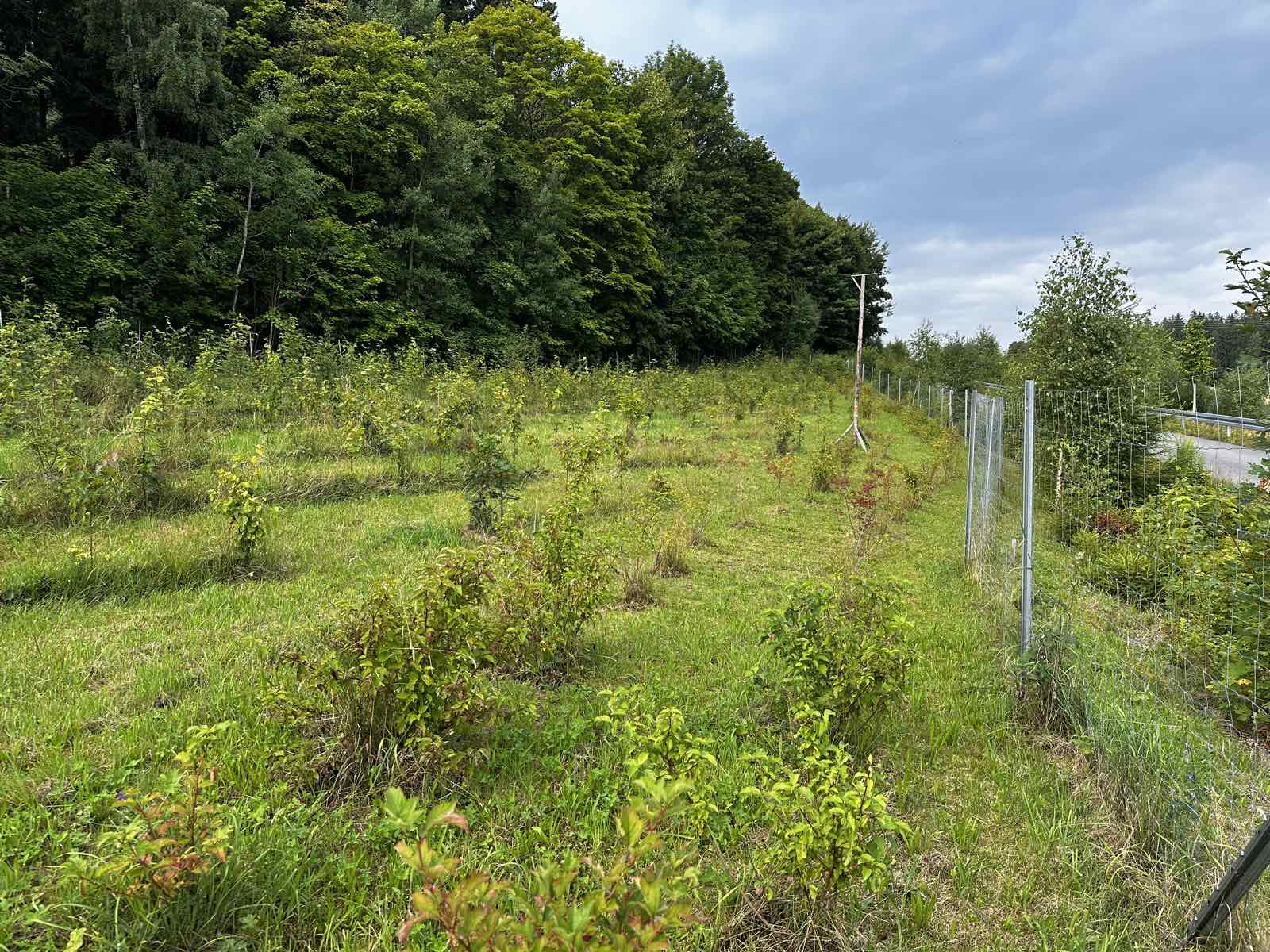 Gehölzreihen hinter einem Schutzzaun am Waldrand mit gemähten Zwischenräumen