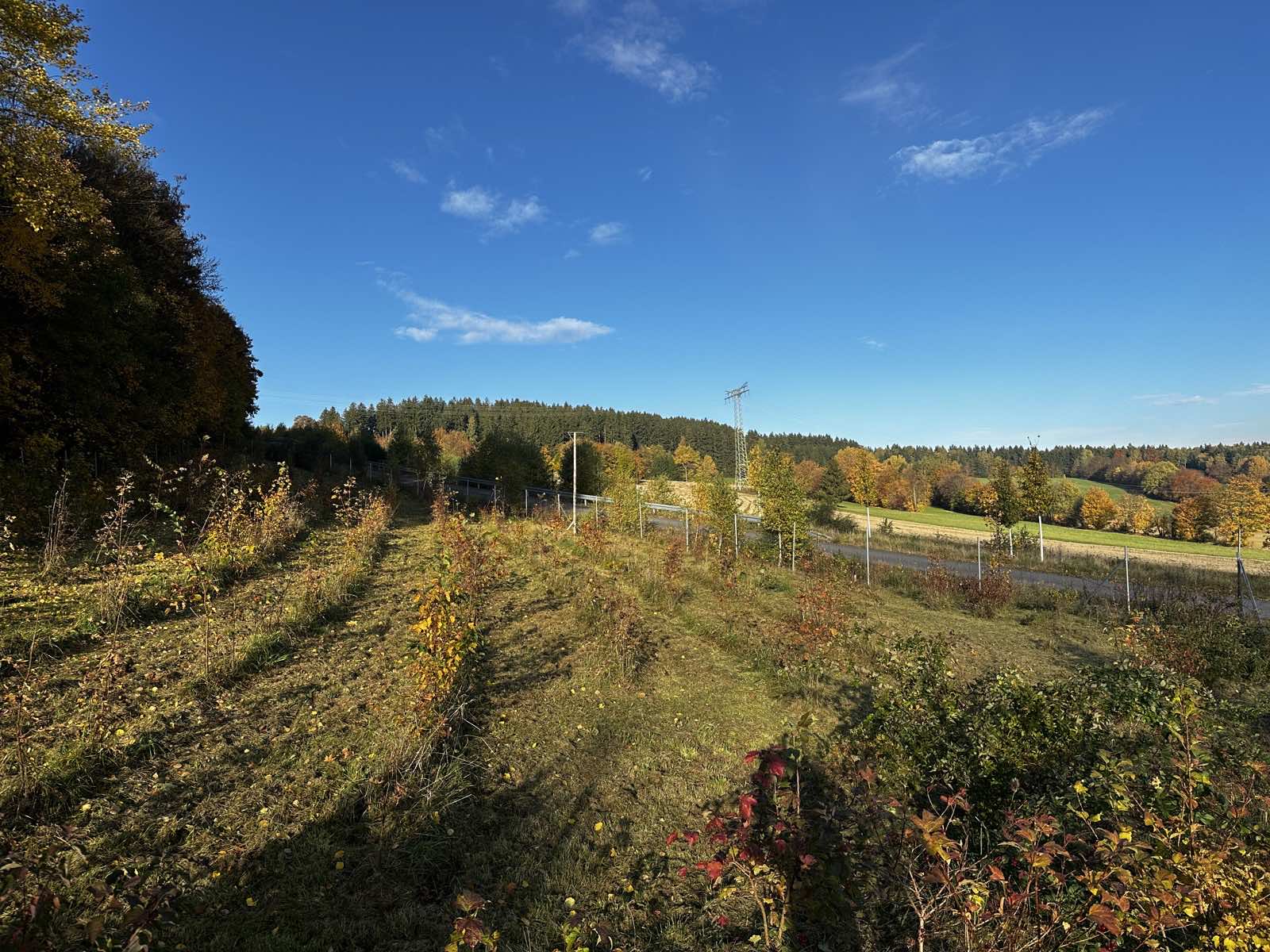 Gehölzreihen mit herbstlichem Laub hinter einem Schutzzaun am Waldrand