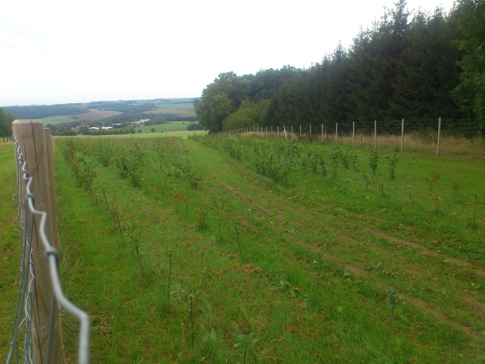 Junge Gehölze in Reihen hinter einem Schutzzaun am Waldrand