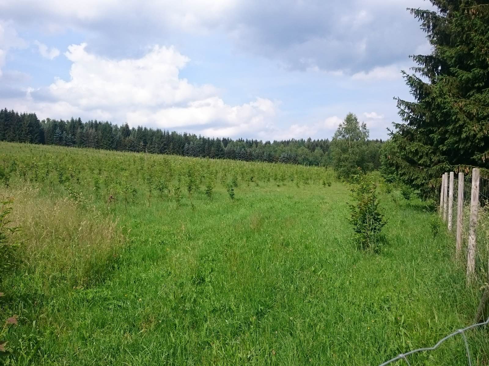 Pflanzfläche am Waldrand mit Schutzzaun und hohem Gras